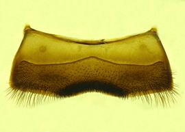   Anthidium atripes  male, ventral view of fourth sternum (S4), photo from Gonzalez and Griswold 2013 
